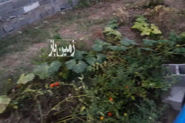 ۵۰ متر زمین کوچسرا اول ورودی کروا گلستان نوین یک - تصویر 2