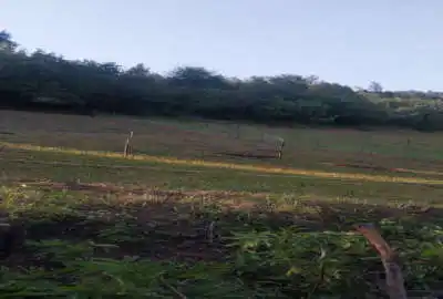 زمین کشاورزی روستای سیله سر بالاتراز از کیش دیبی قبل از مریان