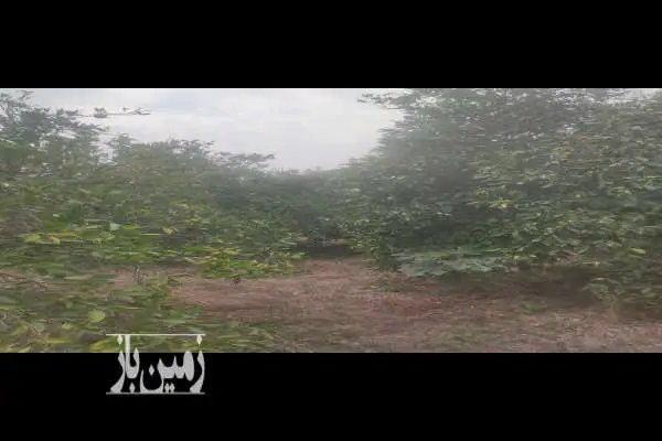 زمین باغی جاده بابل روسغتا چمازکلاه ۵۰۰ مترش مسکونی - تصویر 2