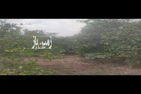 زمین باغی جاده بابل روسغتا چمازکلاه ۵۰۰ مترش مسکونی - تصویر 3