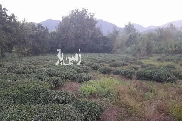 زمین رانکوه به طرف هلوسرا ۶۷۶ متر روبه کوه و سمت دریا - تصویر 4