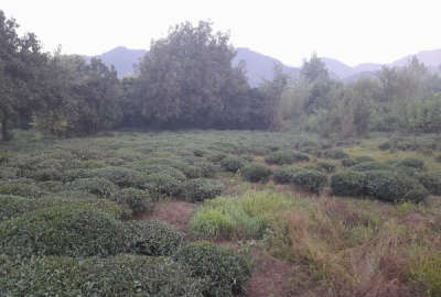 زمین رانکوه به طرف هلوسرا ۶۷۶ متر روبه کوه و سمت دریا