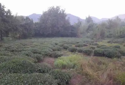 زمین رانکوه به طرف هلوسرا ۶۷۶ متر روبه کوه و سمت دریا