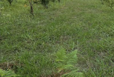 زمین برای ساخت ویلا یا خونه سرا ساری جاده دریا