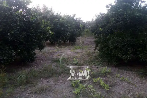 هزار متر باغ با کاربری مسکونی واقع در روستای کوکنده - تصویر 2
