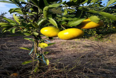 هزار متر باغ با کاربری مسکونی واقع در روستای کوکنده