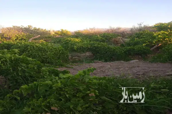 فروش زمین کشاورزی ۶۸۵ متری ابتدای جاده مشهد - تصویر 2