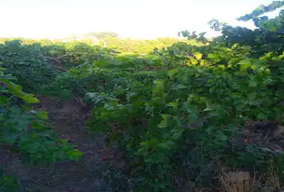 فروش زمین کشاورزی ۶۸۵ متری ابتدای جاده مشهد