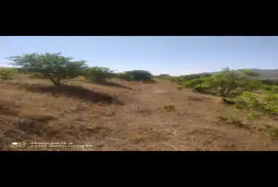 باغ بادام دیم ۲هزارمتر معاوضه با خودرو دینور روستای بلشت