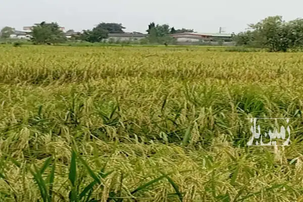 زمین کشاورزی روستای اسکی محله دوراهی اوجی آباد ۱۱۵۰ متر - تصویر 2