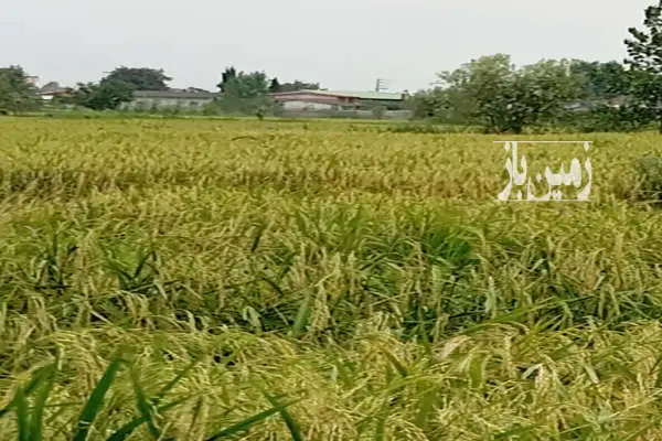 زمین کشاورزی روستای اسکی محله دوراهی اوجی آباد ۱۱۵۰ متر - تصویر 3
