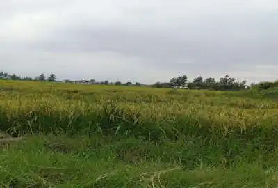 زمین کشاورزی روستای اسکی محله دوراهی اوجی آباد ۱۱۵۰ متر