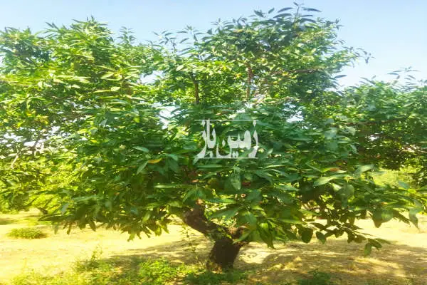 زمین طرح علی اباد ۷ هزار متر باغ بادام سامان روستای یاسه چای - تصویر 4
