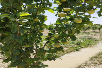 باغ ۵۷۰ متر حاجی آباد (۵ کیلومتری اراک)