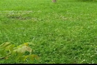 زمین به متراژ ۲۹۶متر کاربر مسکونی در استان گیلان روستای دشتویل