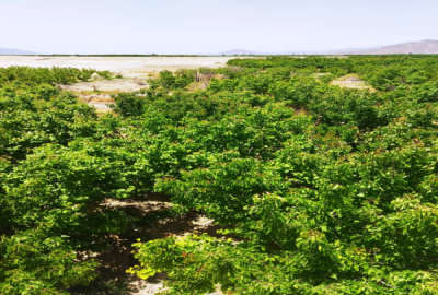 باغ ۴۰۰ درخت ۱۹ ساله با خانه روستایی آبیاری قطره