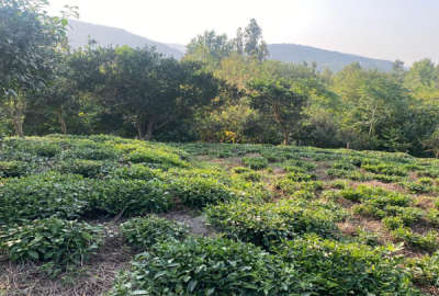 زمین در روستای اطراف لاهیجان در مجاورت آسفالت