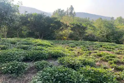 زمین در روستای اطراف لاهیجان در مجاورت آسفالت
