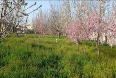 زمین مسکونی دربافت روستا یامعاوضه با آپارتمان یاخودرو شاسی