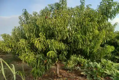 زمین کشاورزی (دوقطعه ۳۵۰۰ یا مجزا به همراه استخر )