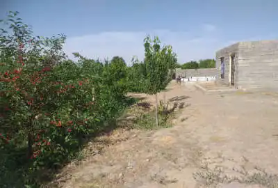 ۱۵۰۰متر باغ چهاردیواری در روستای امیرزکریا