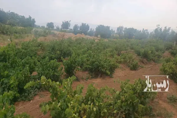 باغ کشاورزی دارای آلونک دارای اب درخت انگور و میوه لار ده - تصویر 2