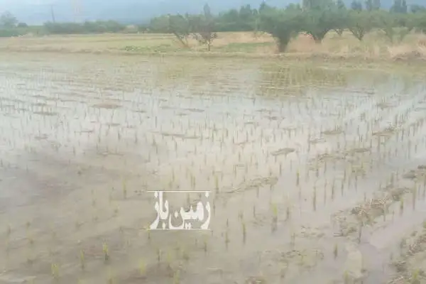 زمین فروشی کشاورزی واقع در جاده اصلی دوسمت چاه آب ۴۲ در سیصد - تصویر 4