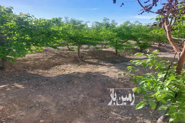 باغ دیوارکشی شده ۴۸۵ متر سند تک برگ بیدگنه - تصویر 3
