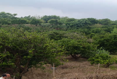 زمین باغ پرتقال روستای کشتلی ۶۰۶ متر بدون قناصی
