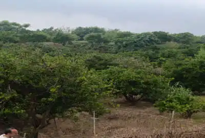 زمین باغ پرتقال روستای کشتلی ۶۰۶ متر بدون قناصی