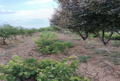 باغ فروشی با متراژ ۸۰۰ متر دارای درخت های چند ساله
