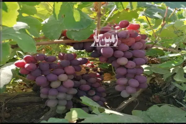 ۲ هکتار زمین کشاورزی با امکانات کامل سند تک برگ موقعیت عالی - تصویر 2
