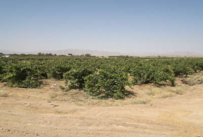۲ هکتار زمین کشاورزی با امکانات کامل سند تک برگ موقعیت عالی