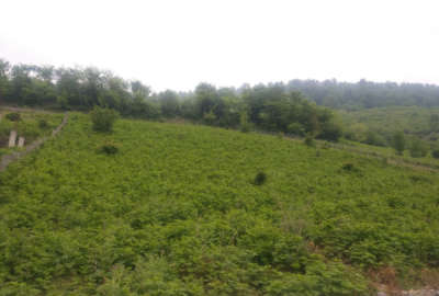 یک قطعه زمین ۱۳۰۰ متر شهر زیراب روستای اتو