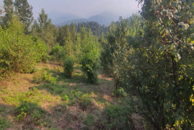 زمین زراعی باغی چسبیده به بافت ویو ابدی ۱۰۰۰ متر