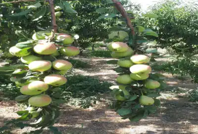 باغ فعال مثمر سند دار برق دار سیستم قطره ای فعال با استخر بزرگ
