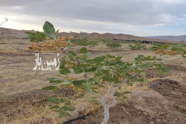 زمین کشاورزی پسته ثمری روستای رونیز ۱۷۰۰ متر - تصویر 1