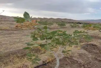 زمین کشاورزی پسته ثمری روستای رونیز ۱۷۰۰ متر