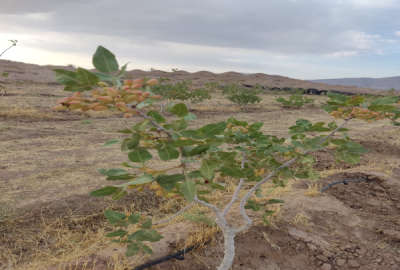 زمین کشاورزی پسته ثمری روستای رونیز ۱۷۰۰ متر