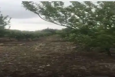 زمین باغی ۴۶۸۶ متر منطقه روستایی ۴۶۸۶ متر