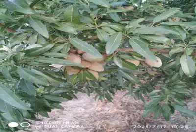 زمین باغ بادام ۱۱۶۶۴ متر عجب شیر شیشوان