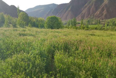 زمین کشاورزی و باغی در الموت شرقی روستای معلم کلایه