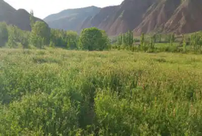 زمین کشاورزی و باغی در الموت شرقی روستای معلم کلایه