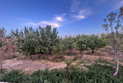 باغ در روستای چهارطاق پرو شاهرود ۳۵۰۰ متر