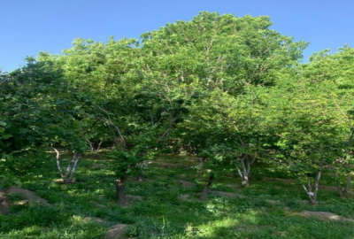 باغ لب رودخانه زاینده رود در روستای گردشگری حجت آباد چادگان