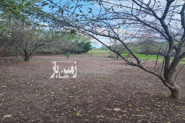 ۷۰۰ متر زمین با کاربری مسکونی در قصابمحله لاهیجان عروس گیلان-3