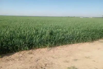 ۲۳۰۰۰ متر زمین کشاورزی در بهترین لوکیشن نظراباد