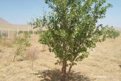 باغ بادام دیم به متراژ ۱۵۰۰متر واقع در بناب مرند