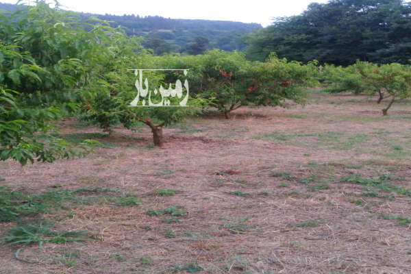 زمین باغی شلیل پنج ساله نزدیک روستا-3