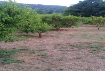 زمین باغی شلیل پنج ساله نزدیک روستا